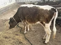 Корова, Latvian Blue cattle — фото 1