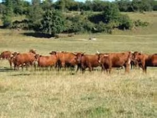 Tehén, Salers cattle