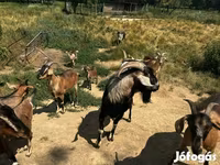 Kambing (lot, jantina tidak dinyatakan), Goats — foto 3