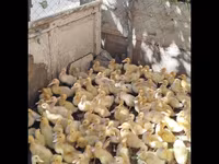 جرمن پکین — عکس 3