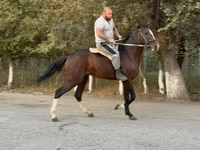 Hengst, Anglo-Arabian — Foto 1