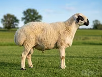 قوچ, Beltex sheep — عکس 1
