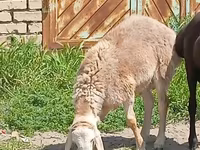 قوچ, گوسفند — عکس 3