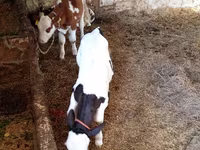 ላም, Russian Black pied cattle — ፎቶ 6