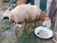 Kambing betina, Sheep — foto 5