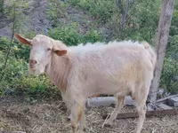 بز نر, Saanen goat — عکس 1