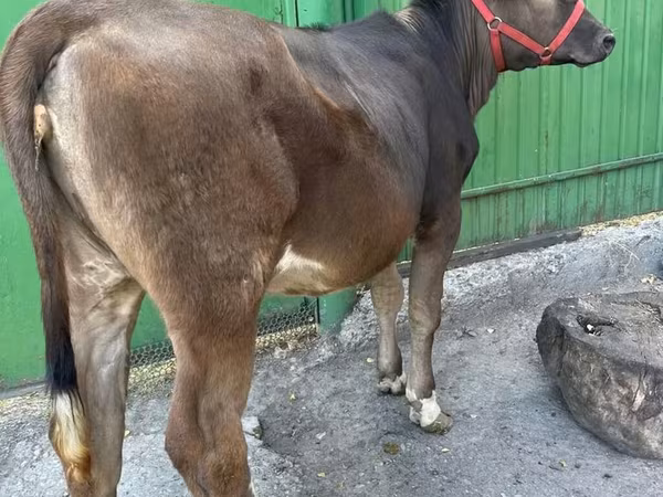วัวตัวเมีย, Swiss cattle