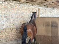گھوڑا, Thoroughbred horse — تصویر 5