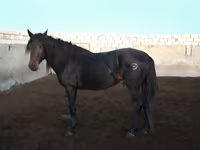 Pastuv, Kushum Horse — fotografija 2