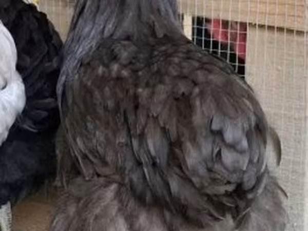 اورپینگتون
