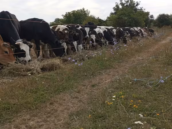 Toro, Ganado vacuno — Moldavia