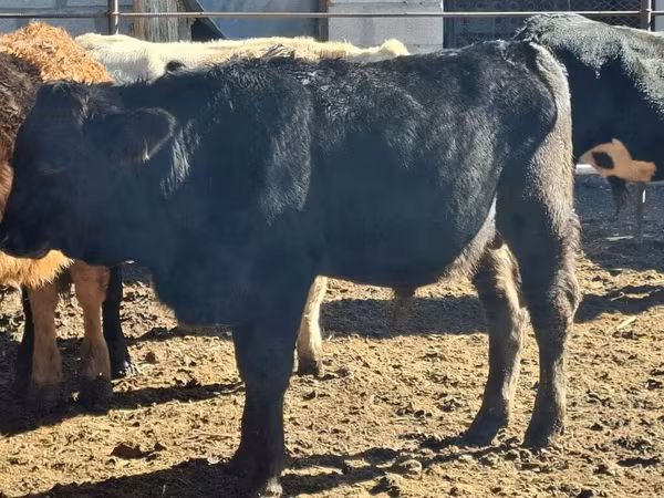 Toro, Aberdeen Angus