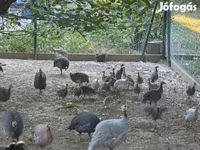 Guinea fowl — foto 7