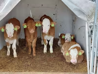 گاو نر, Simmental cattle — عکس 3