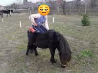 公马, Shetland Pony — 照片 5