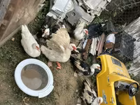 Ducks — عکس 6