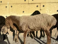 Ovce, Arashan sheep — foto 3