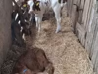 วัวตัวเมีย, Simmental cattle — รูปภาพ 3