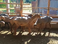 قوچ, گوسفند — عکس 5