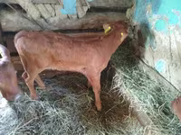 گاو نر, Simmental cattle — عکس 3