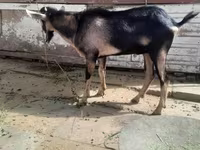 Kambing jantan, Saanen goat — foto 4