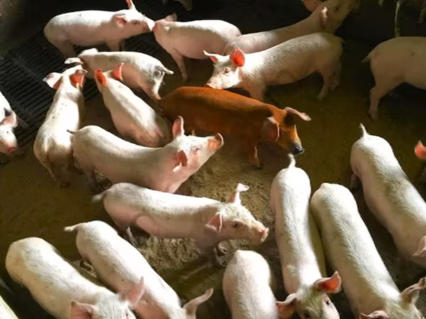 Sow, Pigs
