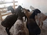 Kambing jantan, Sheep — foto 3