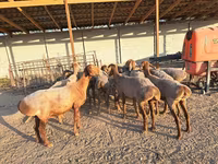 母羊, Sheep — 照片 4