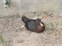 Ducks — ছবি 1