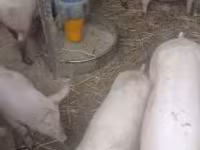 หมูป่าตัวผู้, หมู — รูปภาพ 2
