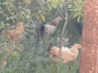 Chickens — foto 6