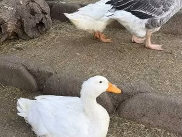 Ducks