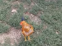 Chickens — 7 зураг