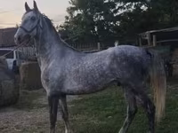 گھوڑا, Lipizzaner — تصویر 6