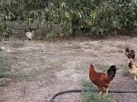 Chickens — sawirka 2