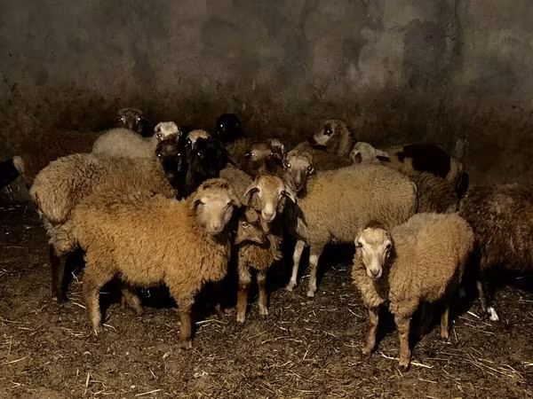 گوسفند (گروه، جنسیت مشخص نشده), گوسفند