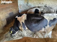 Lembu jantan, Holstein breed — foto 2