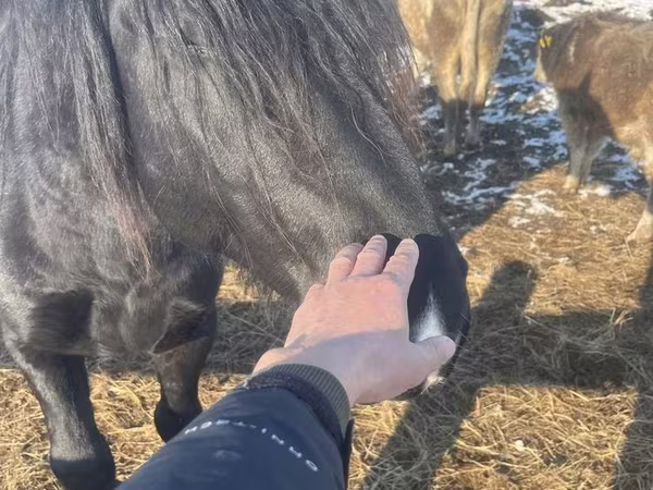 Faras, Percheron