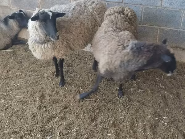 Domba betina, Romanov sheep