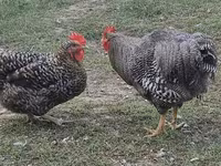 Chickens — акс 1