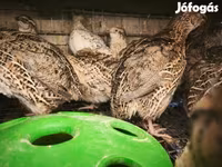 Quails — foto 2
