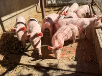 Cinghiale, Пьетрен — foto 1