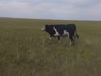 Bik, Russian Black pied cattle — fotografija 3