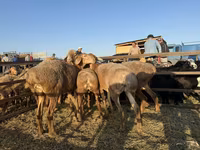 Widder, Arashan sheep — Foto 2