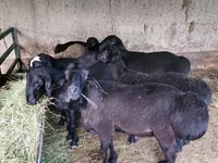 گوسفند (گروه، جنسیت مشخص نشده), گوسفند — عکس 4