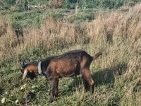 Kozioł, Kozy — zdjęcie 1