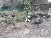 Turkeys — تصویر 7