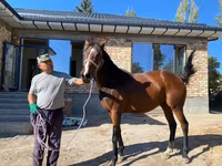 Kobyła, Thoroughbred horse — zdjęcie 1