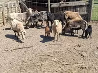 ஆடுகள் (தொகுதி, பாலினம் குறிப்பிடப்படவில்லை), Cameroon sheep — புகைப்படம் 2