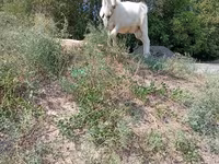 Buk, Saanen goat — foto 6
